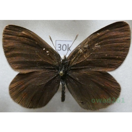 Boeberia parmenio (Böber, 1809) Kyrgyzstan30k